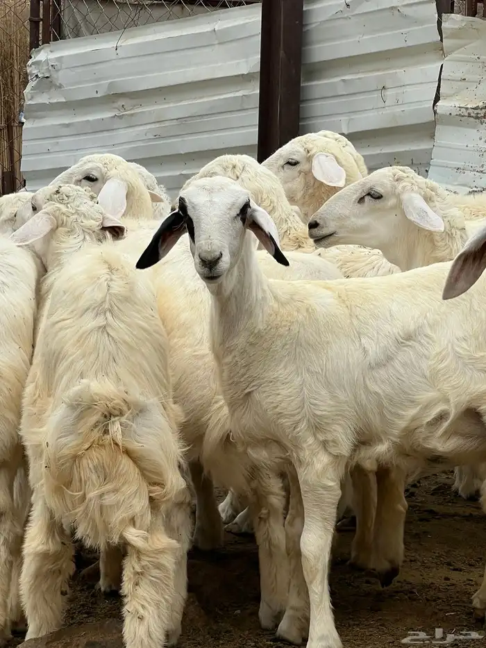 طليان فيها 4 رخال فقط العدد 13 5