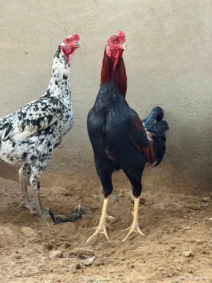 دجاج سندي من حلال العم غبشان 2