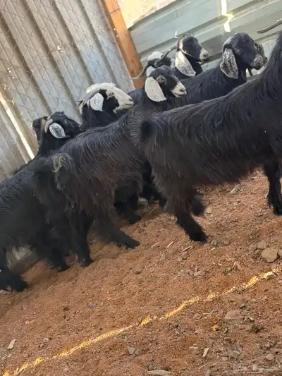 تيوس ذبائح index