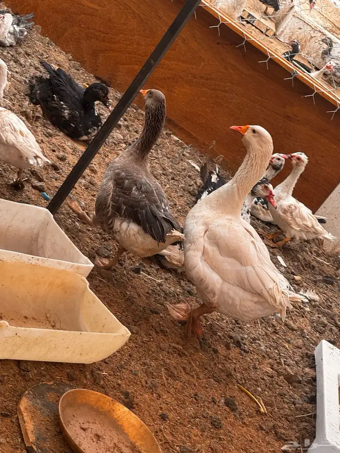 رومي و وز ودجاج بلدي 5