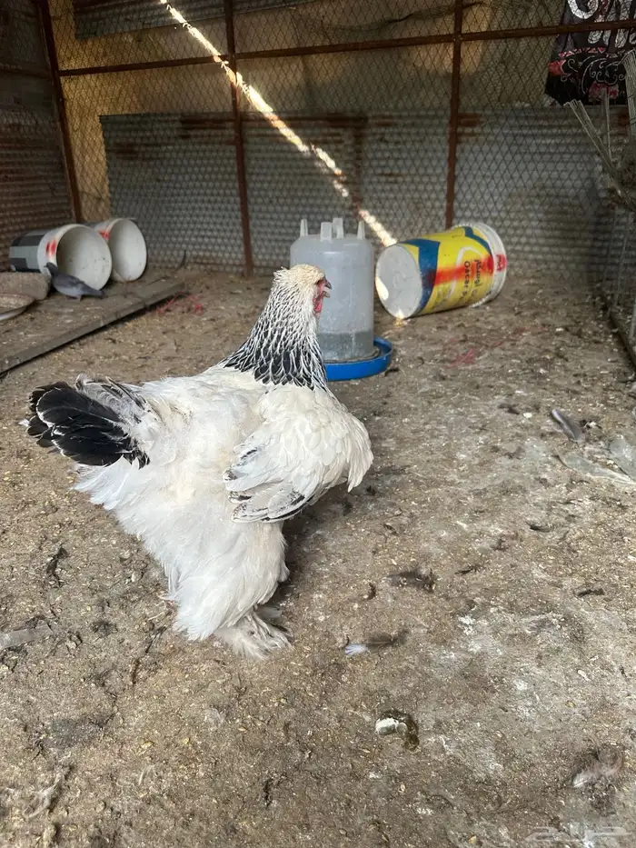 دجاجه براهما كولمبي 0