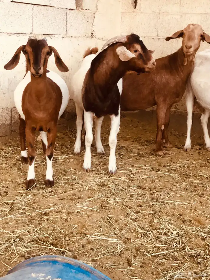 تيوس بورقت هجين عدد اثنين 4