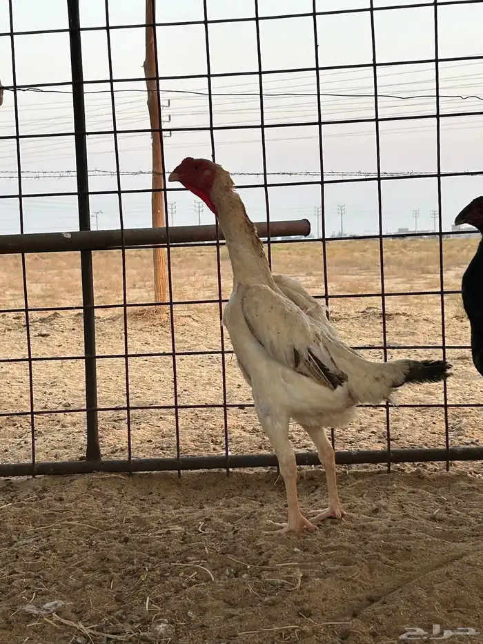 شامو ياباني تم البيع تم البيع 2