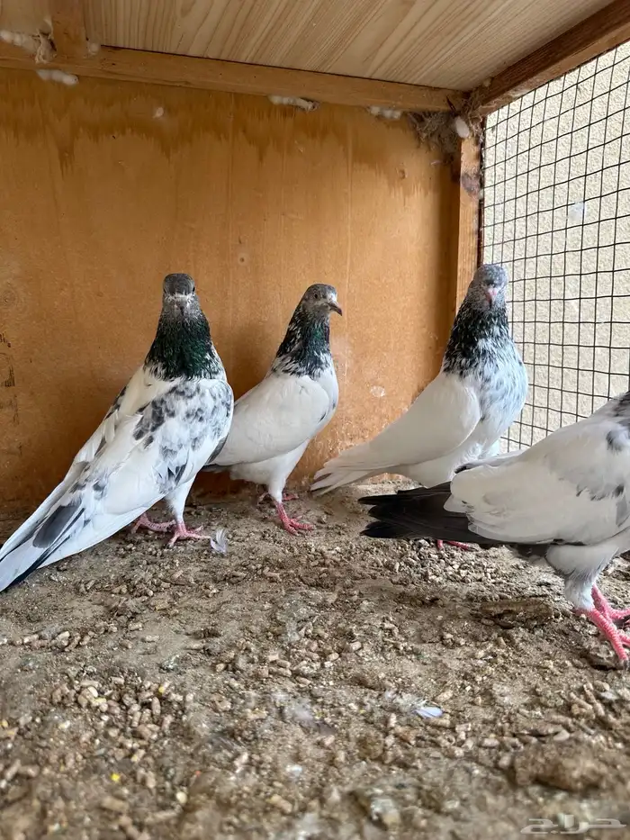 حمام باكستاني 7