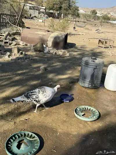 دجاج رومي index