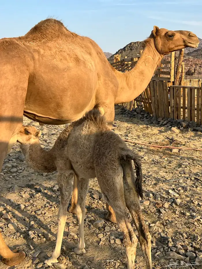 بكار لقحات وخلفات من 5800 يبلاش مراح واحد 3