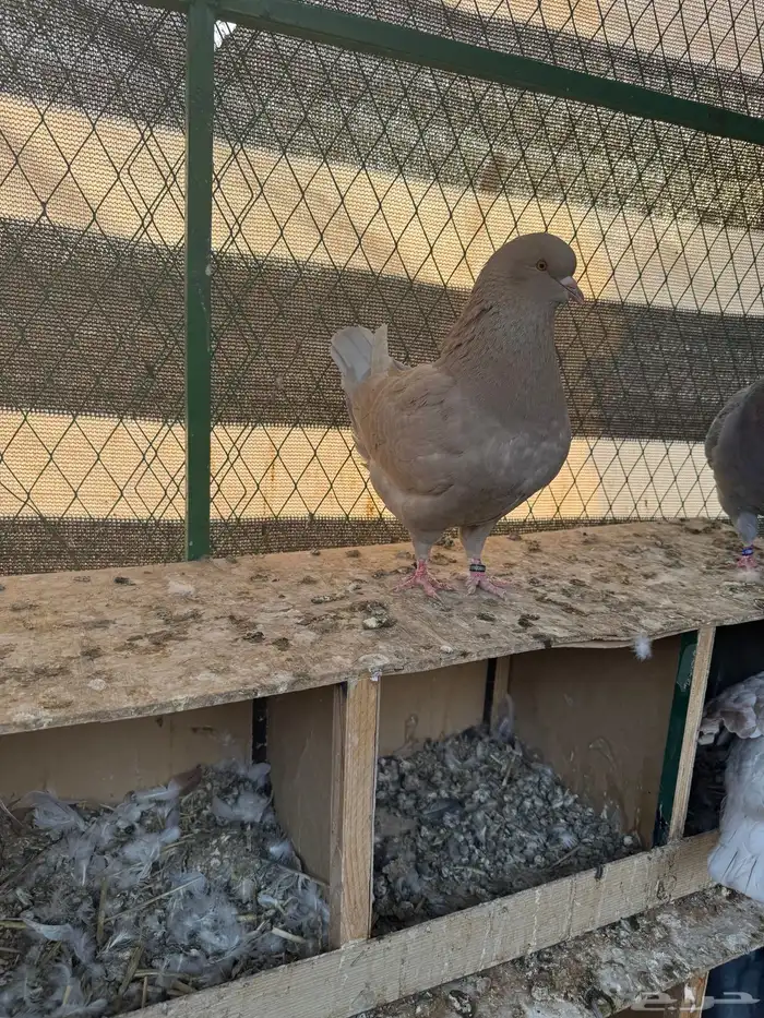 حمام كنق عدد 10 اجواز 5