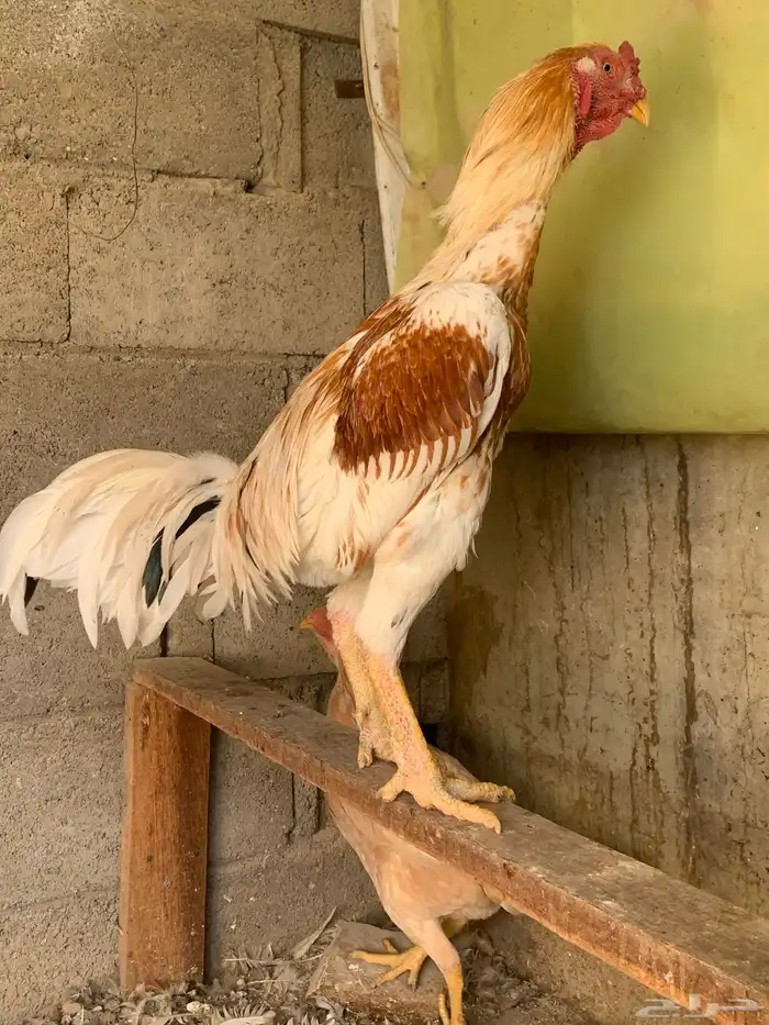 جوز دجاج باكستاني أصيل 3