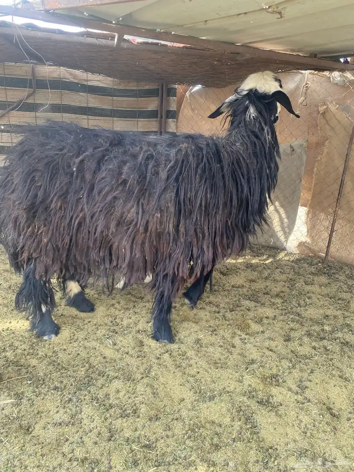 نجديه والد للبيع 0