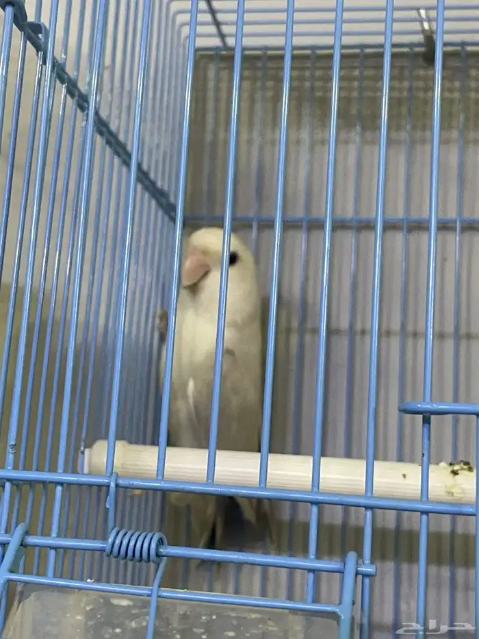 للبيع روز صحة ونظافة انتاج البلد وعلبة حجل احتمال كبير انثة 0