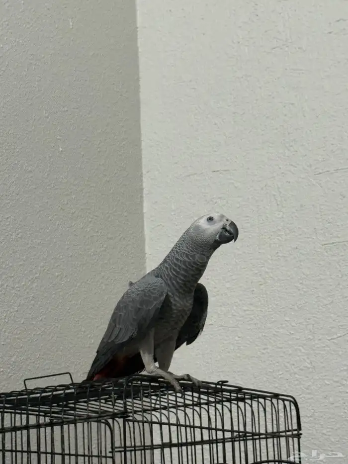 فرخ كاكسو اليف وهدد 5