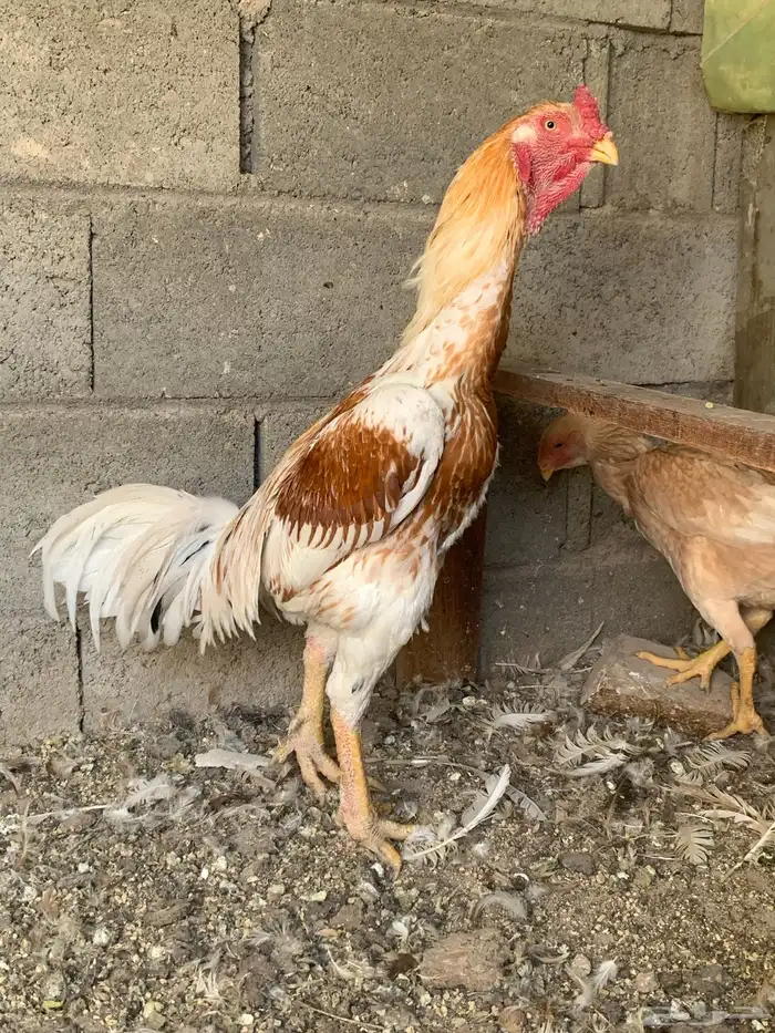 جوز دجاج باكستاني أصيل 7