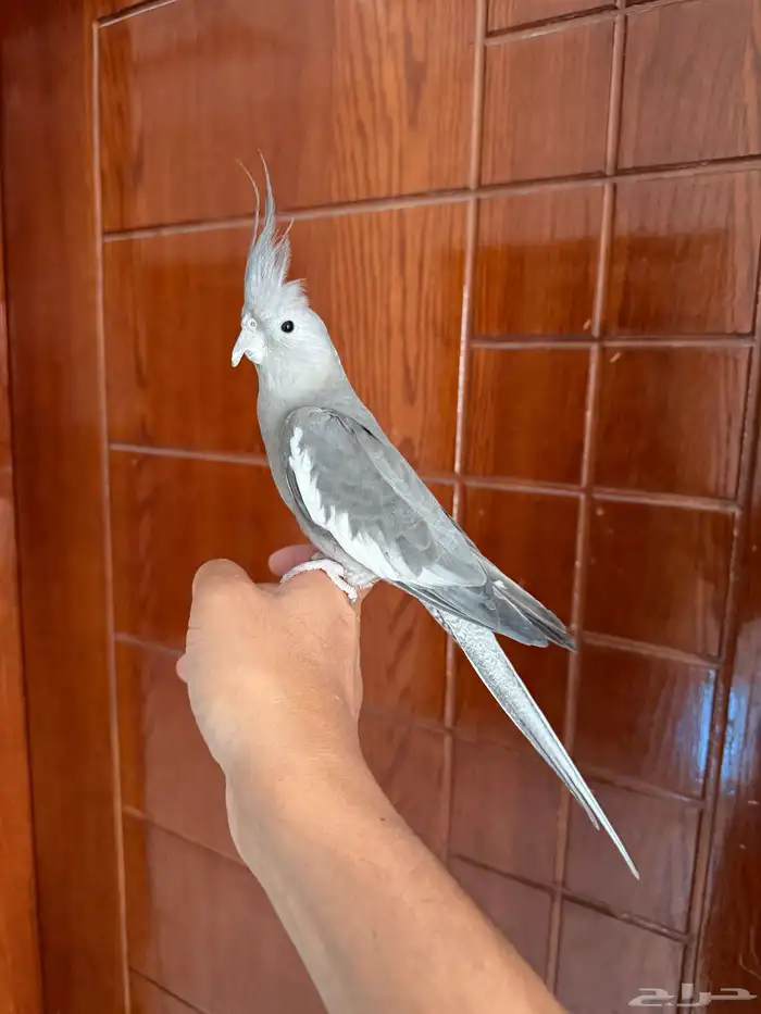 كروان اليف 2