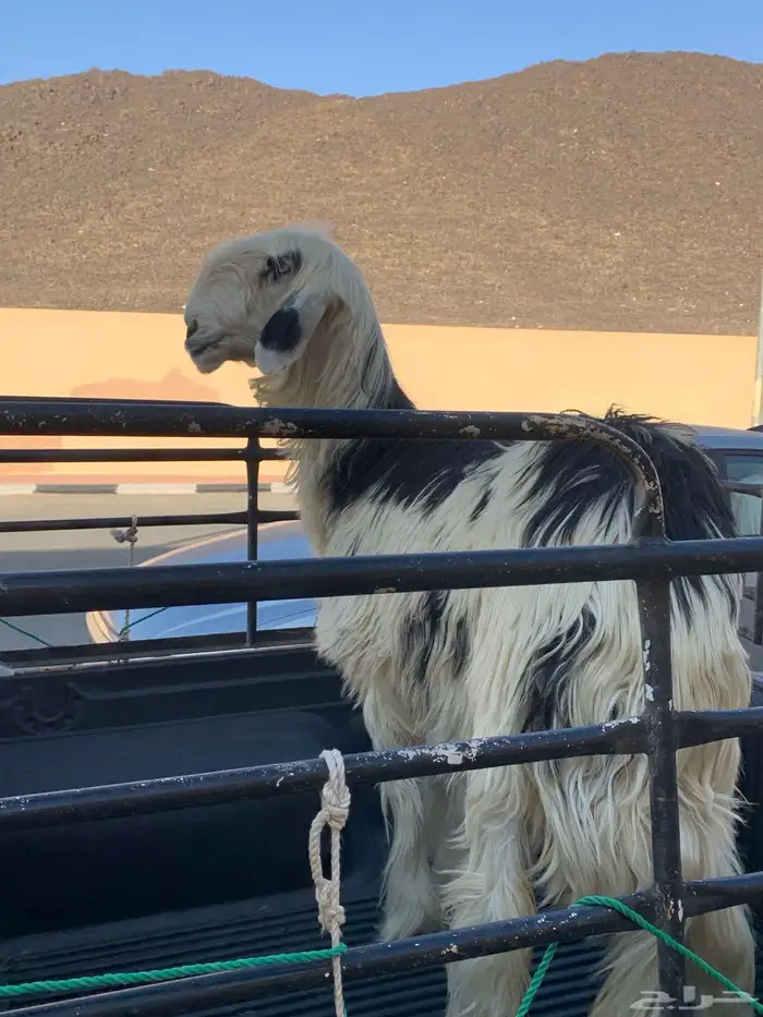 شاه صنف حايل 4