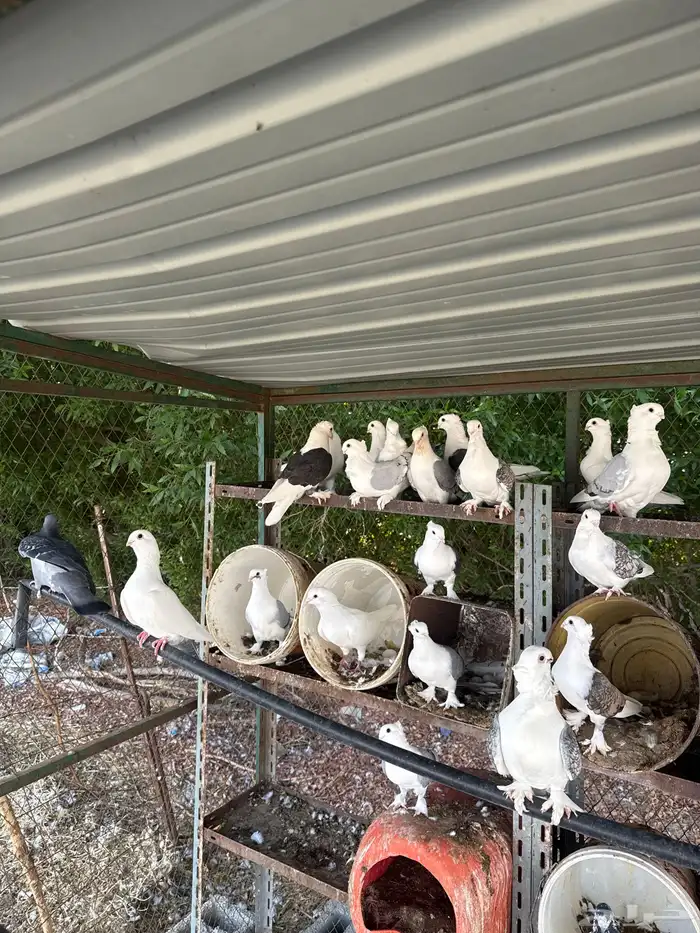 حمام حب رمان 1