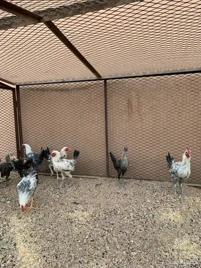 للبيع ديوك فيومي index