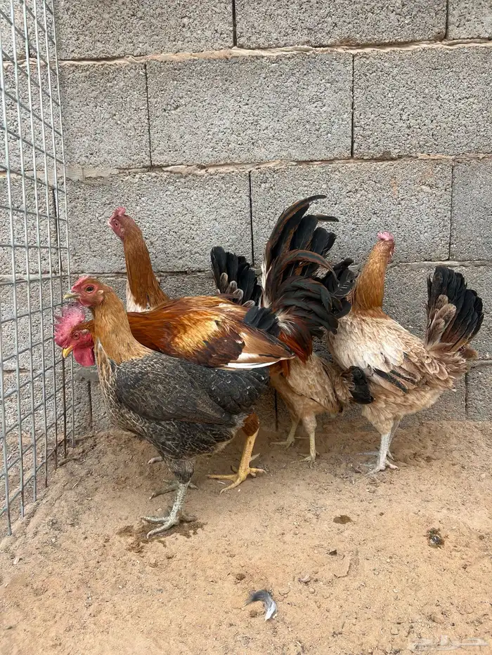 للبيع دجاج 5