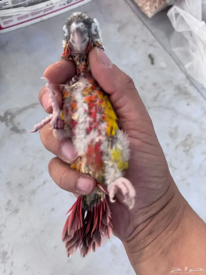 فروخ كنيور (((غر))) 2