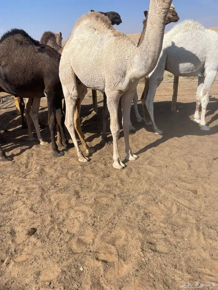 قعدان للمناسبات كفو التواصل خاص 5