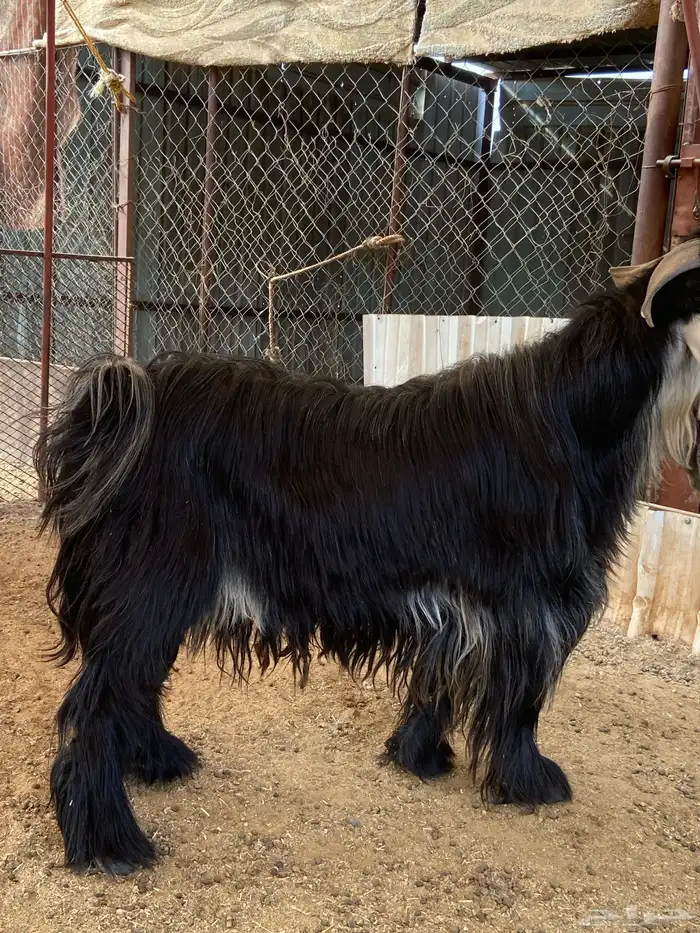 تيس صنف مشروع فحل 6