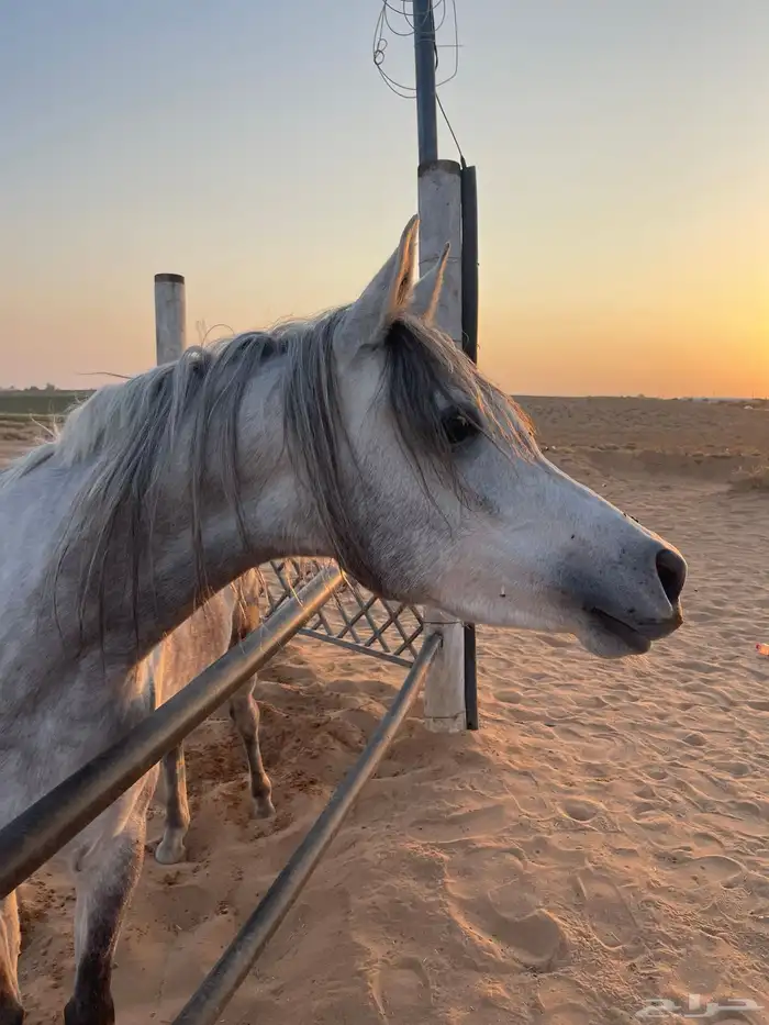فرس شعبيه تنافس الواهو ماشاء الله تبارك الله 1