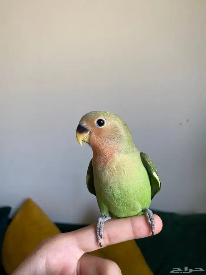 فروخ روز اليفه 1