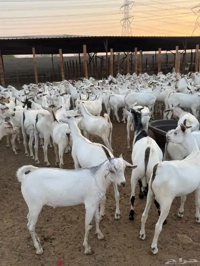 تيوس مربى شبية البيشي index