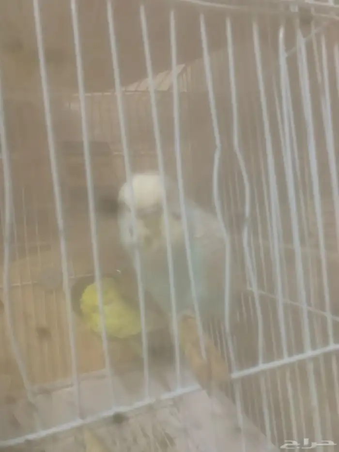 عصافير جوز 0