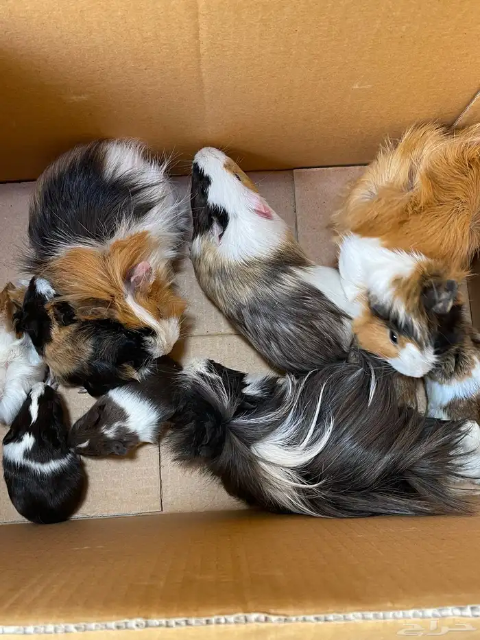 زوجين وبرة عليهم 6 عيالهم 3