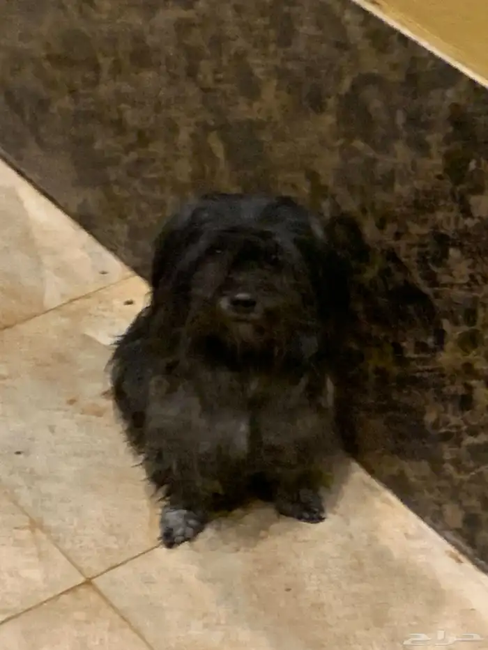 للبيع مجموعة كلاب شيتزو بسعر ولافي الخيال 2