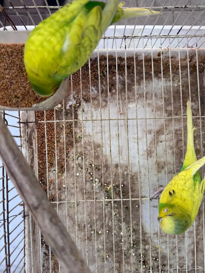 أجواز بادجي هولندي((( بفروخها ))) 2