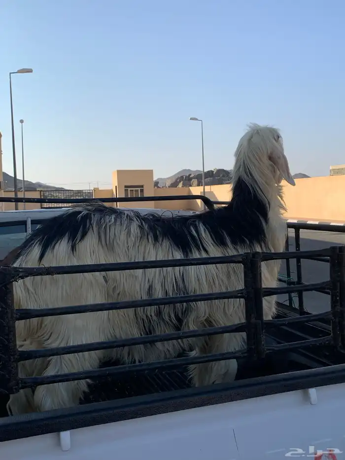 شاه صنف حايل 2