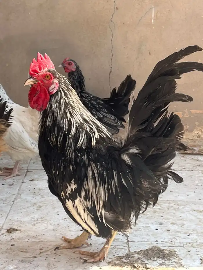 طقم جابنيز مميز نوادر اصل 0