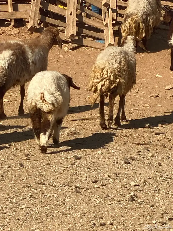 نعاج نعيم و2 نجد مولد منها 4 والباقي مضاريع 2