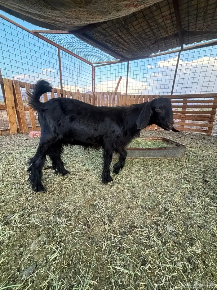 تيس عمره 4 شهور 1