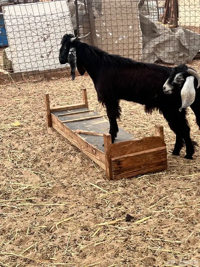 تيوس عوارض ذبايح 3