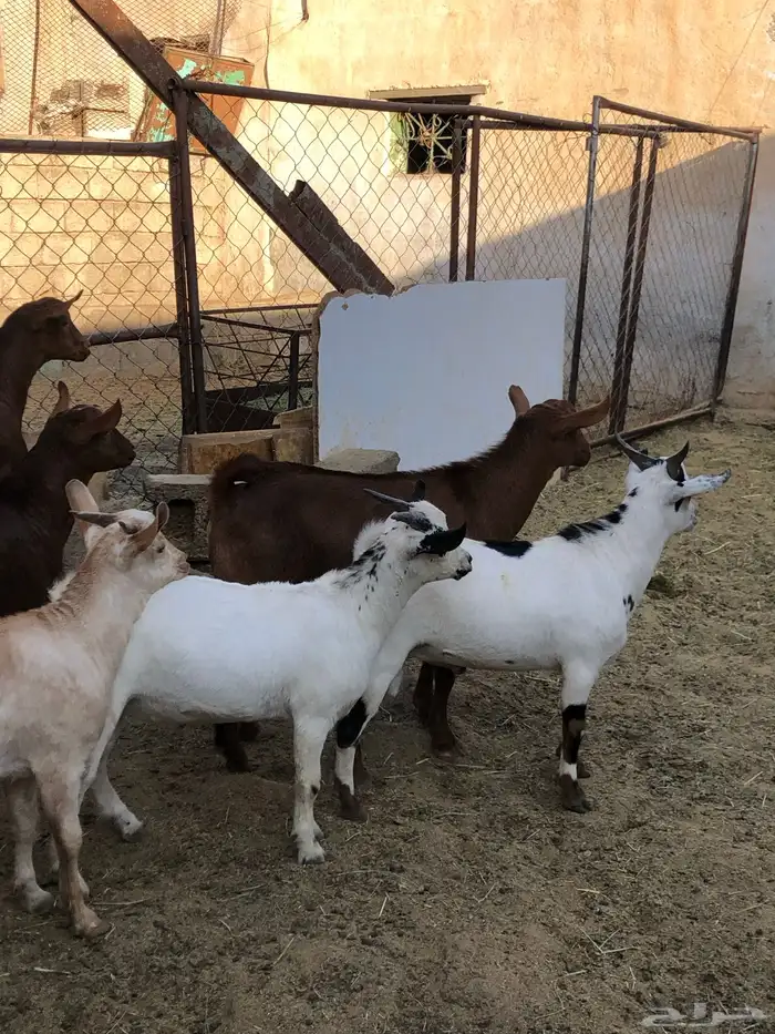 تيوس نظيفه مشروطه من كل عذروب 10