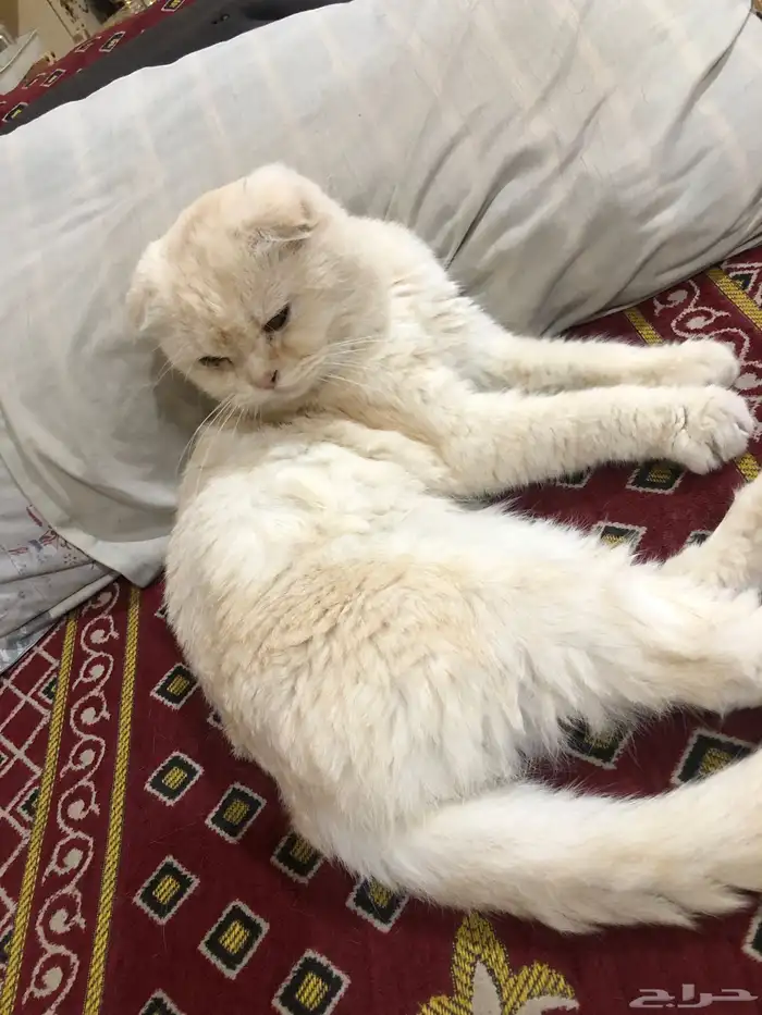 قطو ضايع في بقيق الي يعرف صاحبه يتواصل معي 6