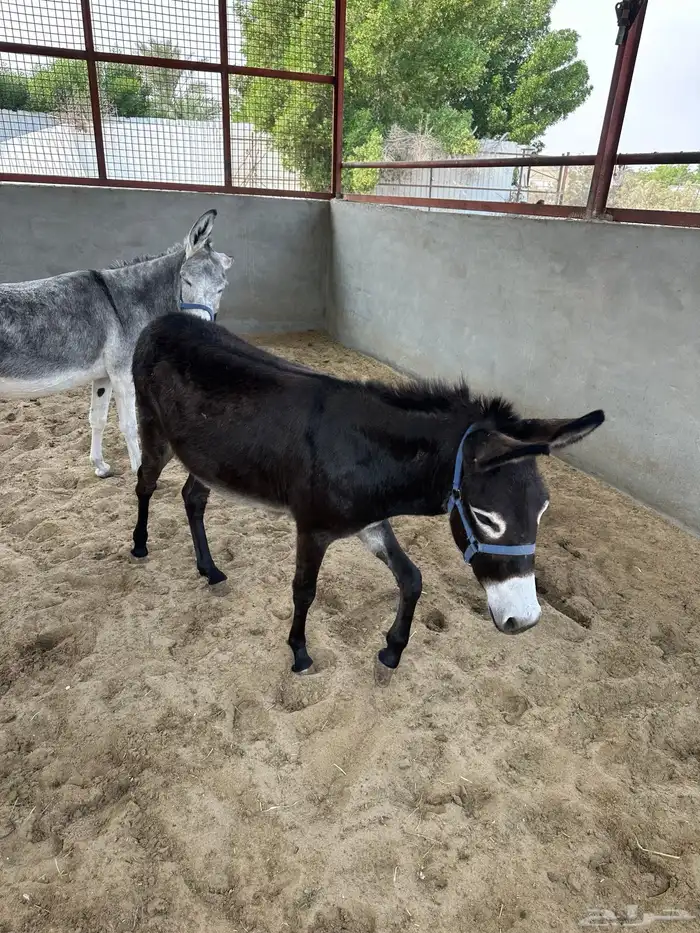 حمارتين للبيع 4