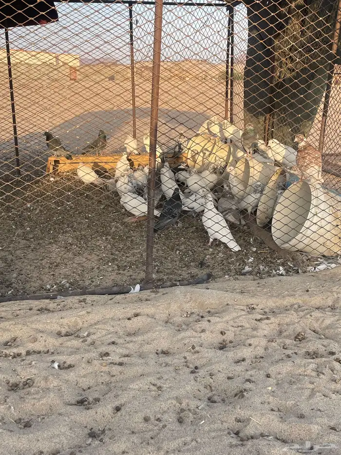 حمام جوز 31 0