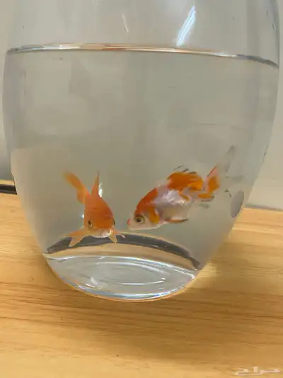 زوج اسماك index