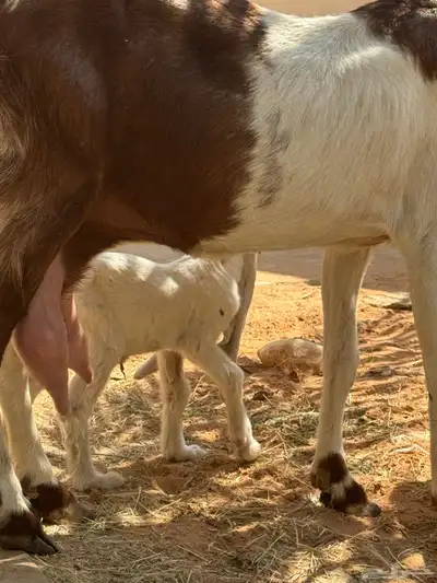 للبيع ماعز هولنديه صنف وجرم معها جفرتين index