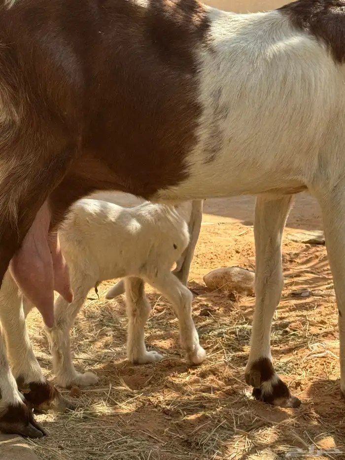 للبيع ماعز هولنديه صنف وجرم معها جفرتين 8