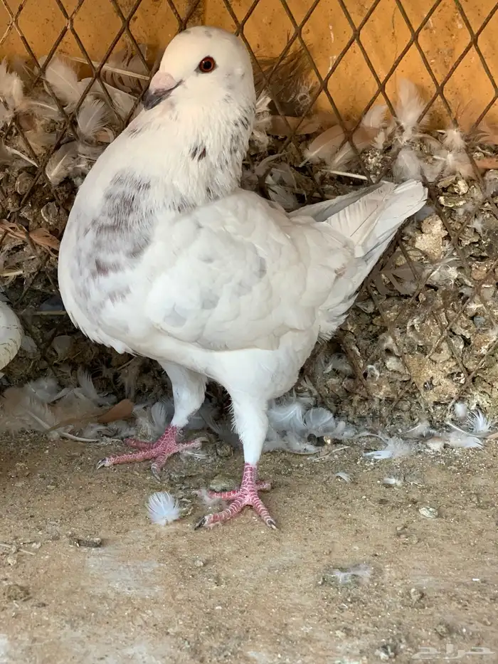 طبة كنق على هومر باقي له 4 ريشات 3