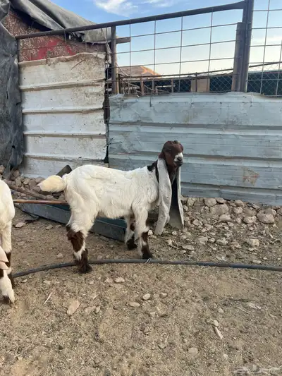 تيس داغور index