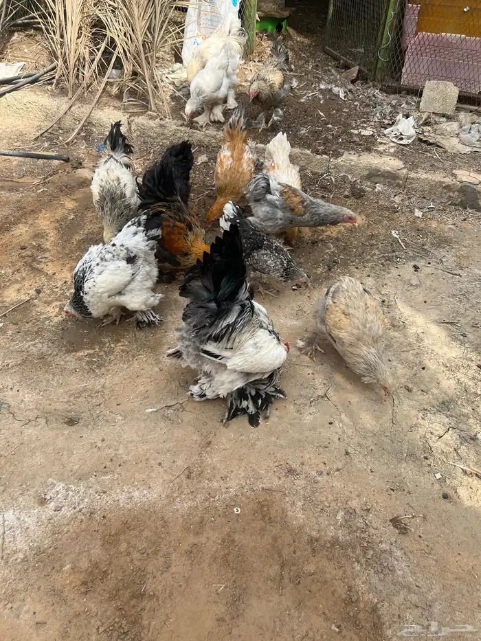 دجاج براهما 2