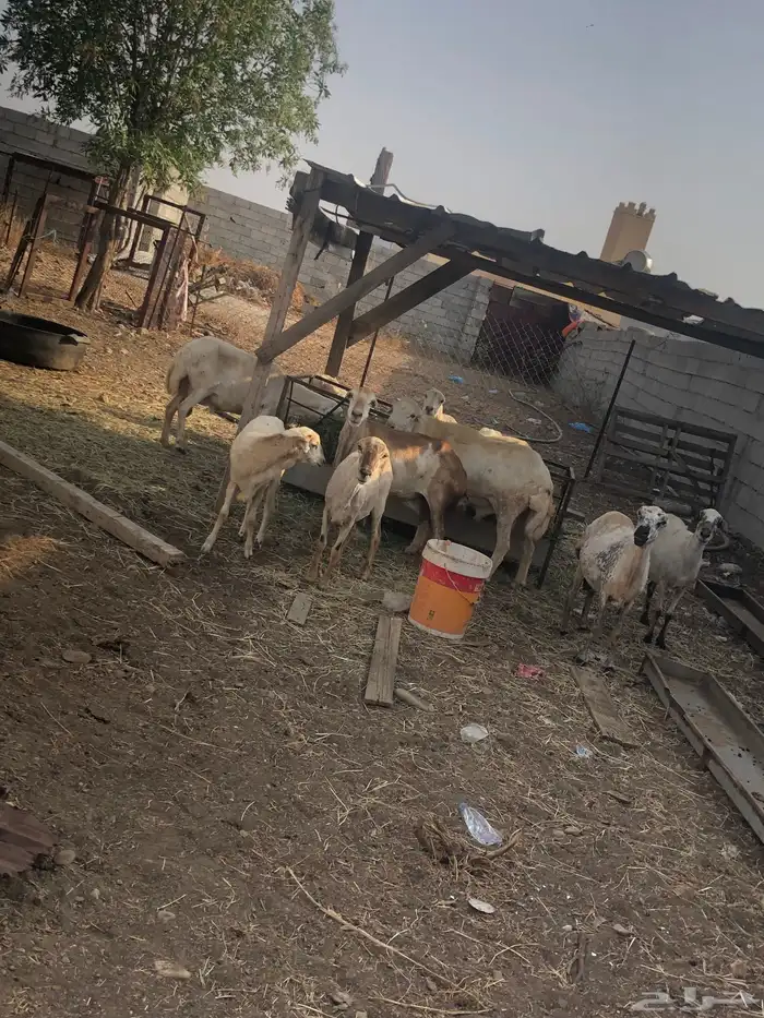 ضان العدد 13 معى الفحل 3