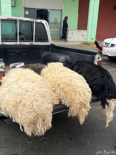 فايز الشمري الذبايح index