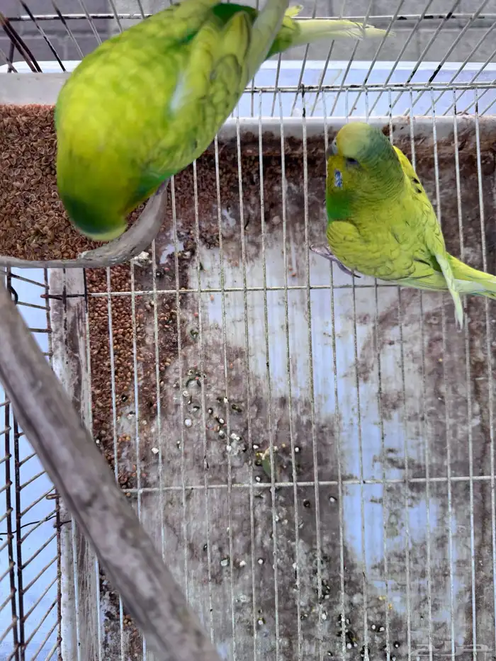 أجواز بادجي هولندي((( بفروخها ))) 1