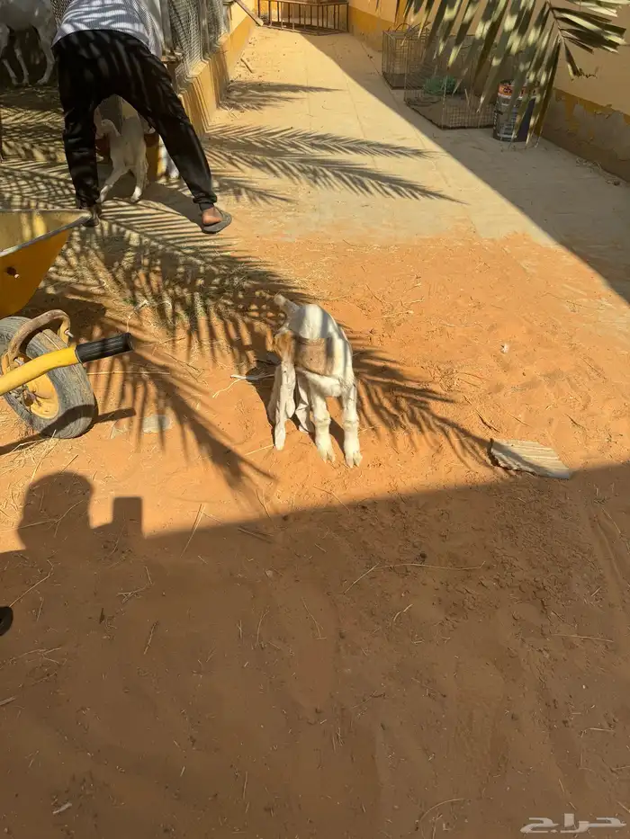للبيع ماعز هولنديه صنف وجرم معها جفرتين 2